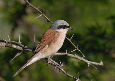 Cendet - Red-backed Shrike (Lanius collurio) South Africa